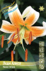 Лилия Леди Алиса (5)
