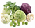 Капуста